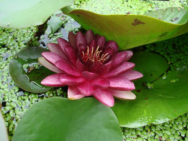 Water Lily - 1801