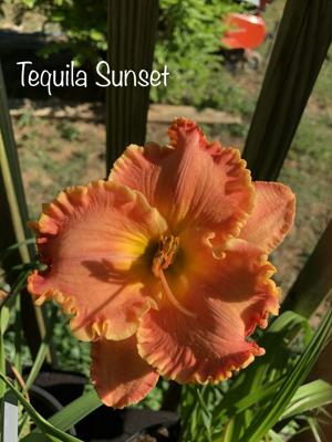 TEQUILA SUNSET*