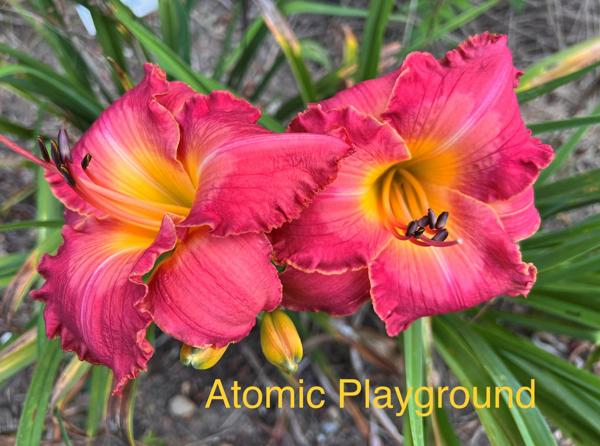 Atomic Playground (2) - Aimee 2023