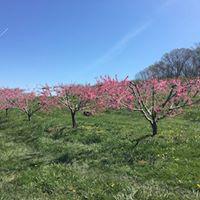 Spring tree bloom @ Grelen Nursery