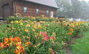 DAYLILY_GARDEN_IN_THE_RAIN_5