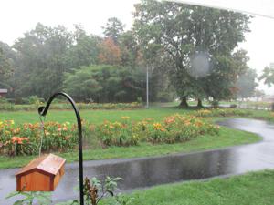 DAYLILY_GARDEN_IN_THE_RAIN_3
