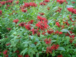 Bee Balm 2018