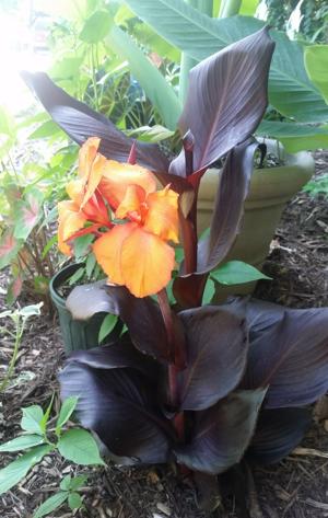 Canna Black - ET18-1