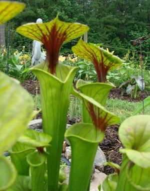 Pitcher Plant - 1801
