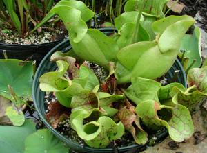 Pitcher Plant - 1806