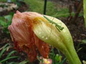 Praying Mantis - 1801