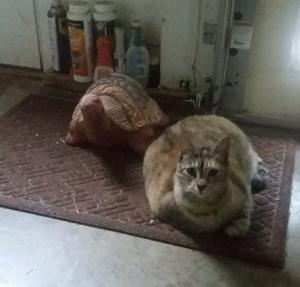 Tuni & her Tortoise - 1801