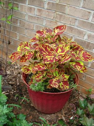 zzColeus