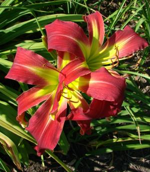 Seedling (2)