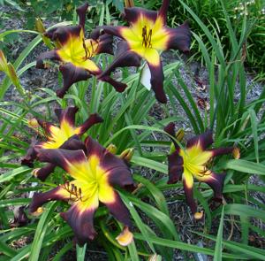 Seedling 164-2013 (2)