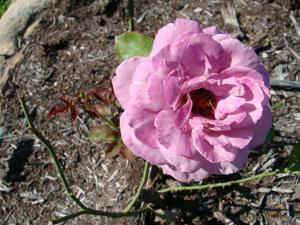 Heirloom rose