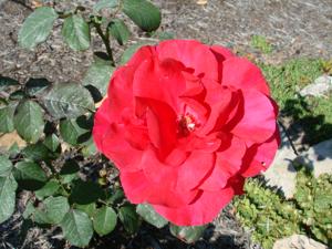 Legends (Rose)
