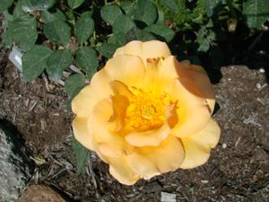 Louise Hay rose