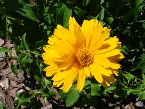 Gazania