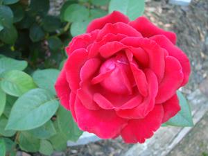 Liebes Zauber rose