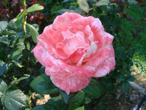 Barbara Bush rose