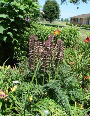Bear's Breeches acanthus spinosus