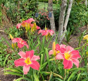 Rose Blast @ Louise Walton's