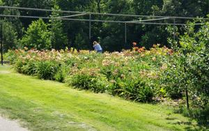 Windyhills Garden Overview (2)