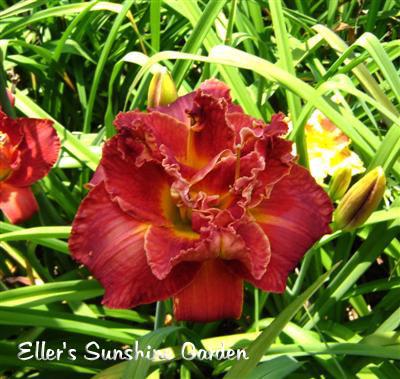treva_in_red_med[1]