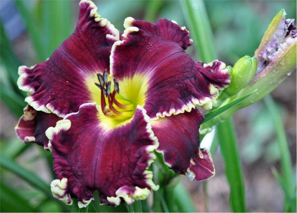 Red Velvet Elvis - Harry 2009