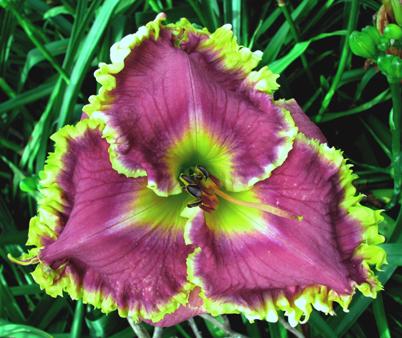 MAGNIFICENT GRAPE-STAMILE 2010