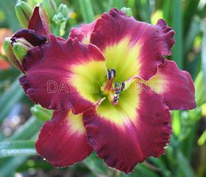 Riviera Scarlet