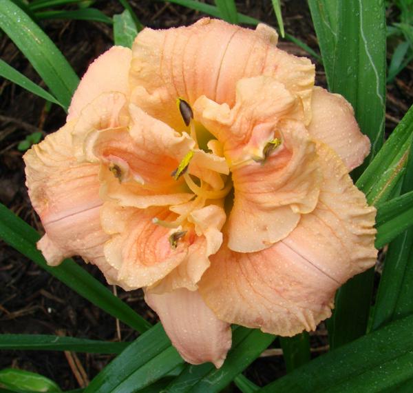 TUTU TRUFFLE
