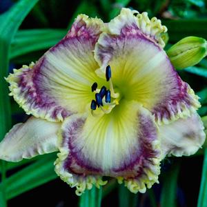 Mackenzies_Magic-Trimmer 2012