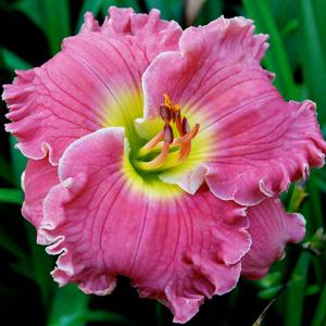 Ruffled_Pink_Perfection Trimmer 2012