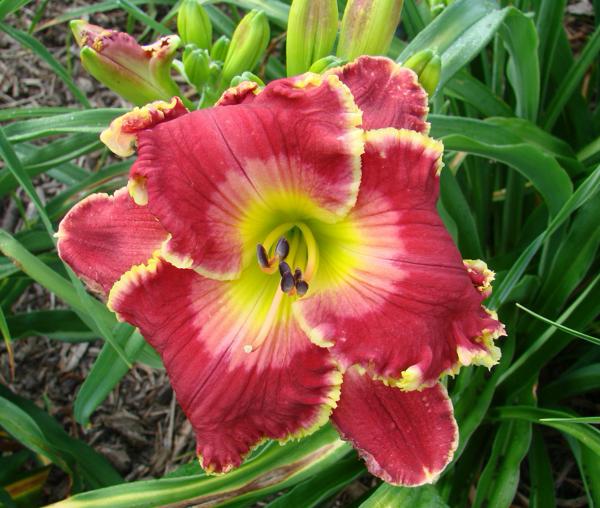 Ryan's Fireworks Fantasy - 1501