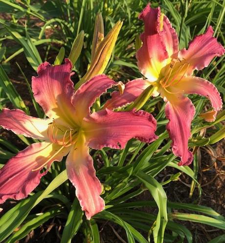 Dawn's Morning Light - Ellingson 2024
