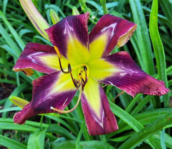 LilyFarmCompass20240607 - BryantWT (with compass points)