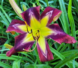 LILY FARM COMPASS*