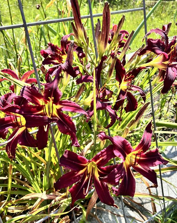 Chris Is Special (full bouquet) - BuchananA 20250712