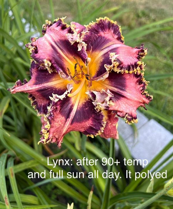 Lynx, afternoon, 90degrees, poly - 06232024 - BuchananA