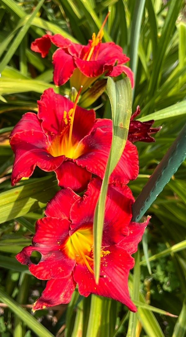 Windyhill's Designer Red 06232024 - BuchananA