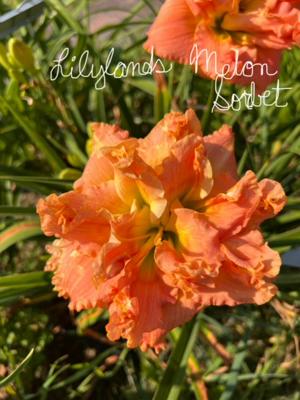 LILYLANDS MELON SORBET