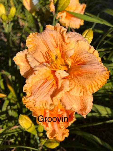 Groovin' - BuchananA 2024