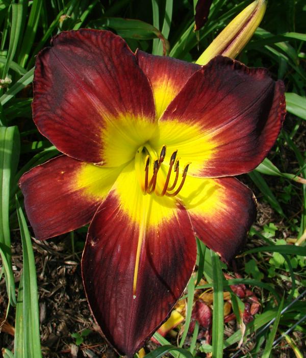 Persian Ruby - 1303