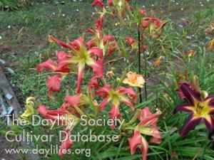 SMALL WORLD DANCING FLAMINGOS