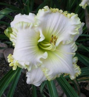 KENNESAW MOUNTAIN LEMON SORBET*