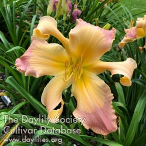 JIMMY*