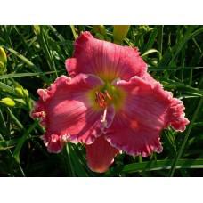 Pink Impression - Selman'21