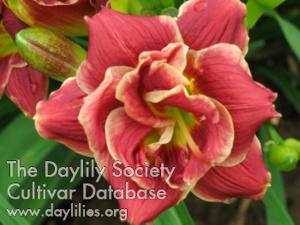 BUCKEYE ROSE