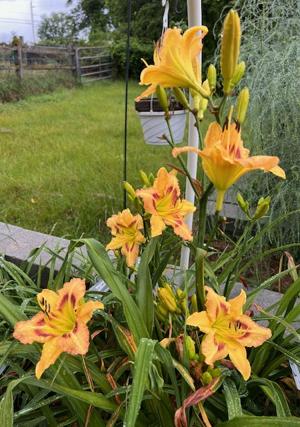 Hamtown Spice - Buchanan 06062025