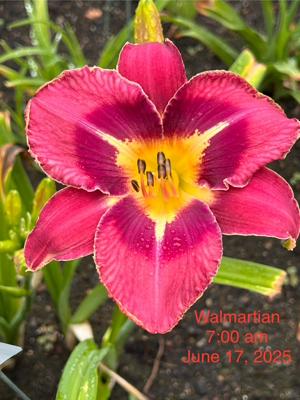 Walmartian - BuchananA 2025