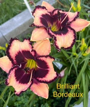 Brilliant Bordeaux - BuchananA 20250721