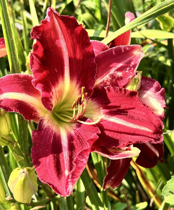 Eviction Notice - BuchananA 20250712